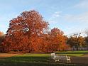 2009-11-05, leuchtender November (1)